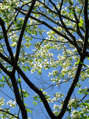 鴨池公園（みずき）
