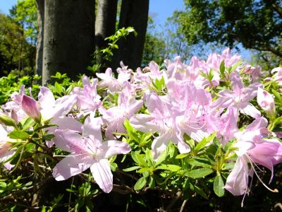 鴨池公園（つつじ）
