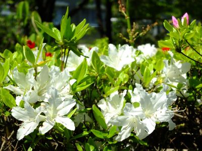 鴨池公園（つつじ）
