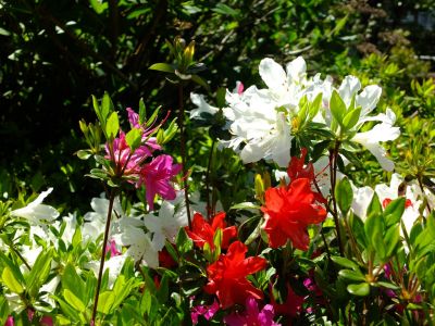 鴨池公園（つつじ）
