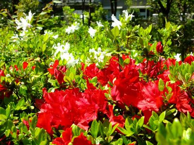 鴨池公園（つつじ）
