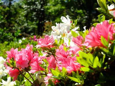 鴨池公園（つつじ）
