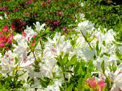 鴨池公園（つつじ）
