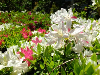 鴨池公園（つつじ）
