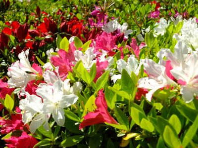 鴨池公園（つつじ）
