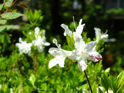 鴨池公園（つつじ）
