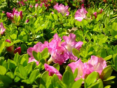 鴨池公園（つつじ）
