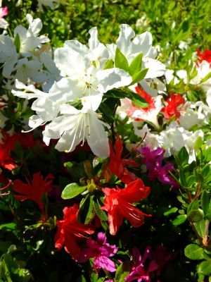 鴨池公園（つつじ）
