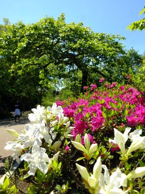 鴨池公園（つつじ）
