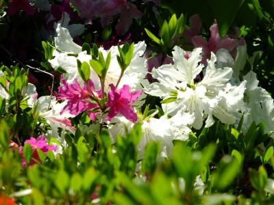 鴨池公園（つつじ）
