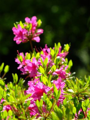 鴨池公園（つつじ）
