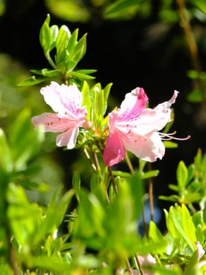 鴨池公園（つつじ）
