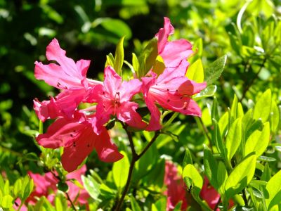 鴨池公園（つつじ）
