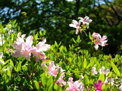 鴨池公園（つつじ）
