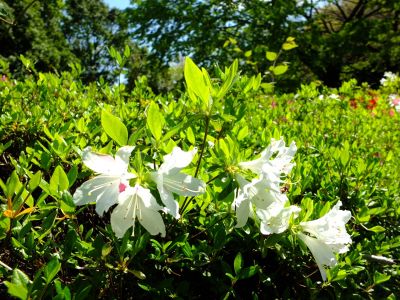 鴨池公園（つつじ）
