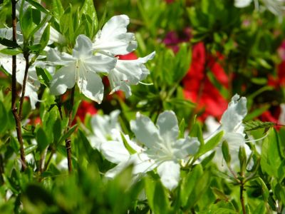 鴨池公園（つつじ）

