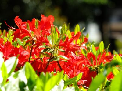 鴨池公園（つつじ）
