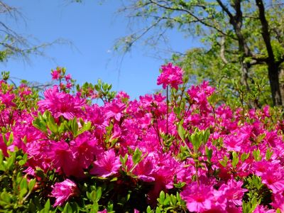 鴨池公園（つつじ）
