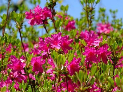 鴨池公園（つつじ）
