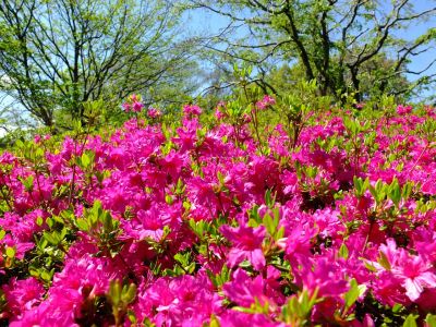 鴨池公園（つつじ）
