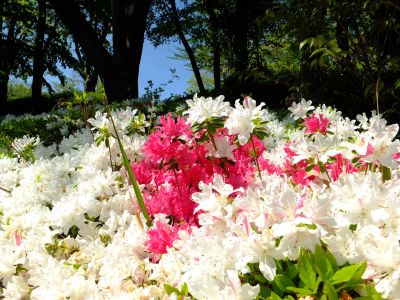 鴨池公園（つつじ）
