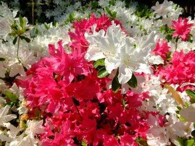 鴨池公園（つつじ）
