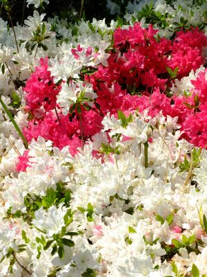 鴨池公園（つつじ）
