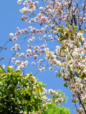 鴨池公園（散り始めた山桜）
