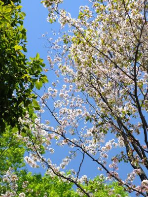 鴨池公園（散り始めた山桜）
