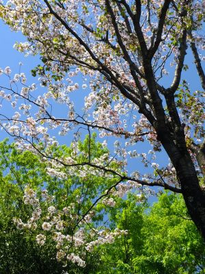 鴨池公園（散り始めた山桜）
