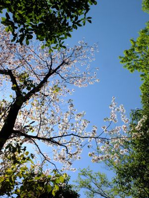 鴨池公園（散り始めた山桜）
