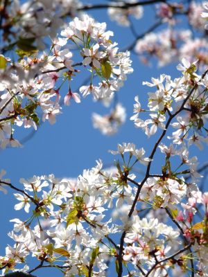 鴨池公園（散り始めた山桜）
