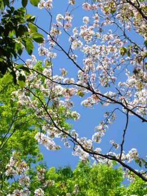 鴨池公園（散り始めた山桜）
