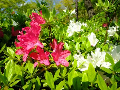 鴨池公園（つつじ）
