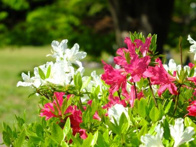 鴨池公園（つつじ）
