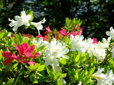 鴨池公園（つつじ）
