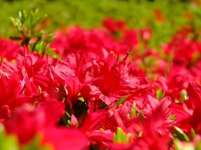 鴨池公園（つつじ）
