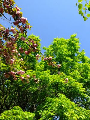 ささぶねの道（遅咲きの桜「普賢象」）
