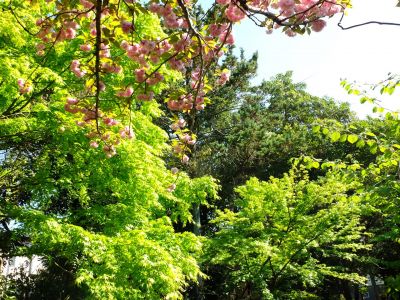 ささぶねの道（遅咲きの桜「普賢象」）
