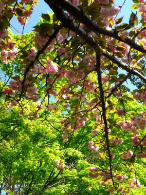 ささぶねの道（遅咲きの桜「普賢象」）
