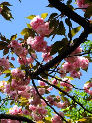 ささぶねの道（遅咲きの桜「普賢象」）
