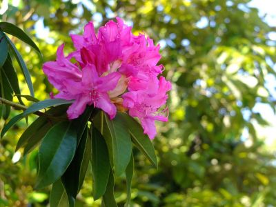 ささぶねの道（石楠花）
