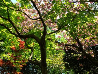 ささぶねの道（遅咲きの桜「普賢象」）
