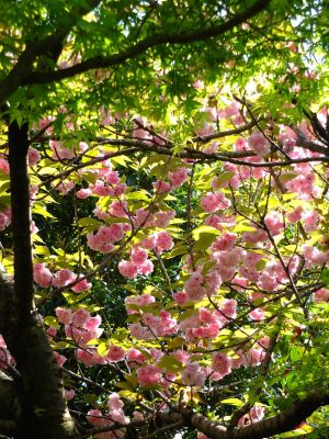 ささぶねの道（遅咲きの桜「普賢象」）
