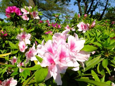松葉公園つつじ
