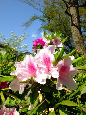 松葉公園つつじ
