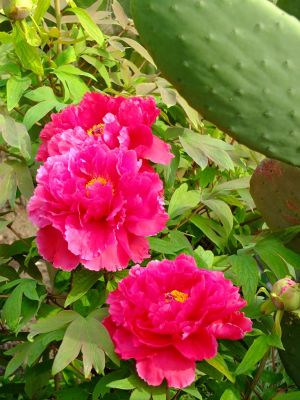 正覚寺（しゃくやく）
