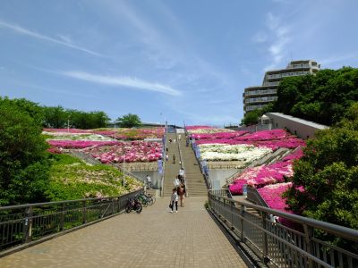 横浜国際プールのつつじ

