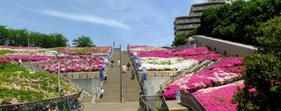 横浜国際プールのつつじ
