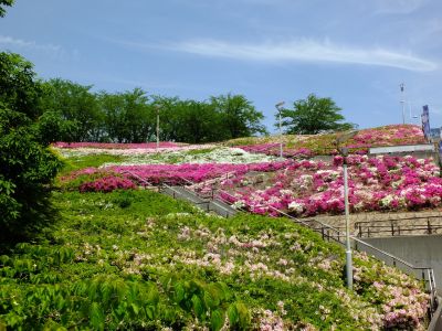 横浜国際プールのつつじ
